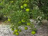 満徳寺(大阪府)