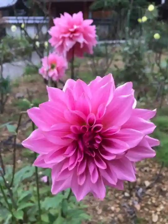 岡寺(龍蓋寺)の自然