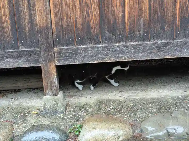 八幡社(柏井町)の動物