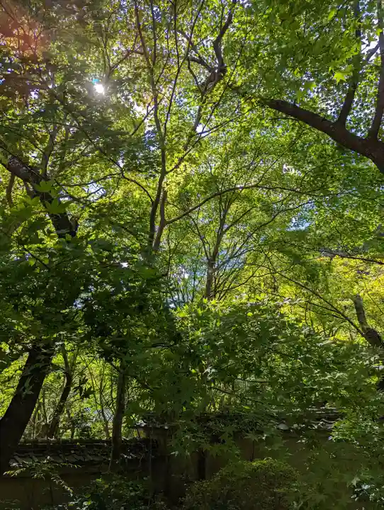 勝持寺(花の寺)(京都府)