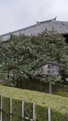 地蔵院（椿寺）(京都府)