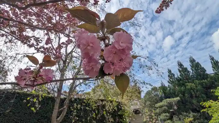 圓光寺(京都府)