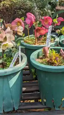 薬師寺　南蔵院 (東京都)