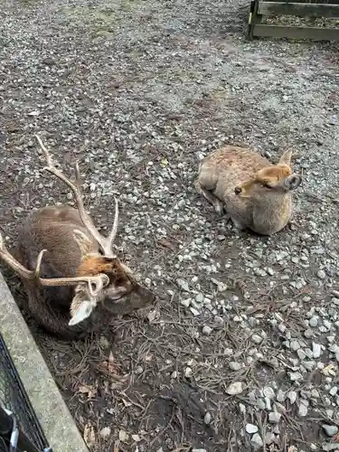 彌彦神社(新潟県)