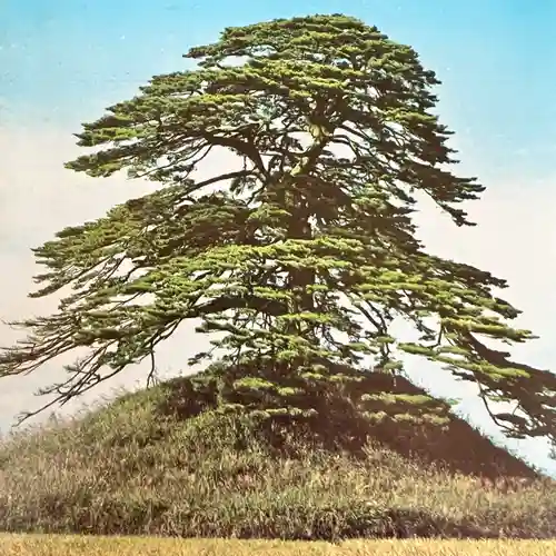 大國魂神社の自然