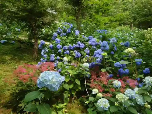 三千院門跡の自然