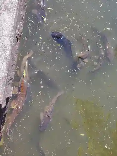 白山神社（山下町）の動物