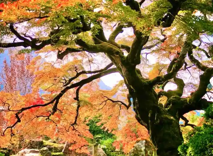 西善寺の{uncategorized: "未分類", other: "その他", undefined: "問題あり", building: "その他建物", grave: "お墓", sacred_gate: "鳥居", guardian: "狛犬", statue: "像", buddha: "仏像", history: "歴史", nature: "自然", garden: "庭園", animal: "動物", pagoda: "塔", temizu: "手水舎", mountain_gate: "山門・神門", sanctuary: "本殿・本堂", subordinate: "末社・摂社", art: "芸術", scenery: "景色", jizo: "地蔵", ema: "絵馬", goshuin: "御朱印", omikuji: "おみくじ", items: "授与品その他", amulet: "お守り", goshuincho: "御朱印帳", eats: "食事", festival: "お祭り", votive_dance: "神楽", shichigosan: "七五三参", wedding: "結婚式", experience: "体験その他", initially: "初詣", around: "周辺", anti_infection: "感染症対策"}