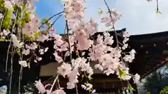 平野神社(京都府)