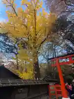 河合神社(鴨川合坐小社宅神社)(京都府)