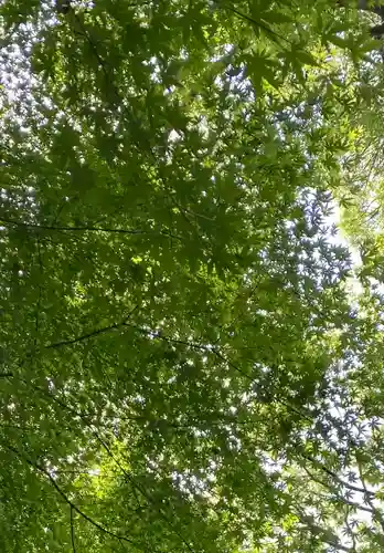 金ヶ作熊野神社の自然