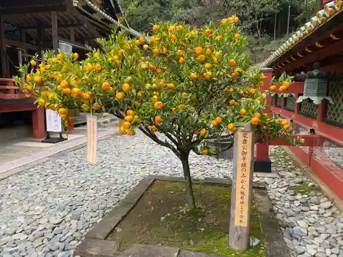 久能山東照宮の自然