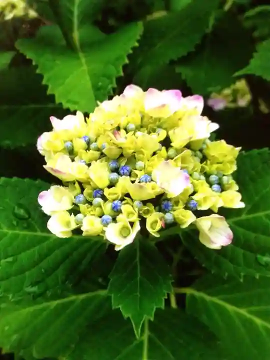 鳩森八幡神社(東京都)