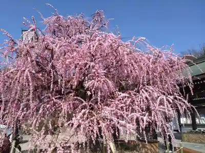 岡崎天満宮(愛知県)