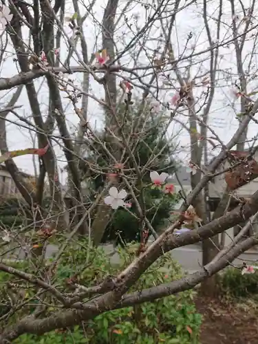 櫻木神社の自然