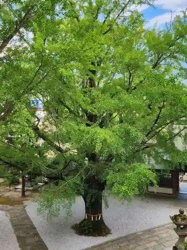 和霊神社の自然