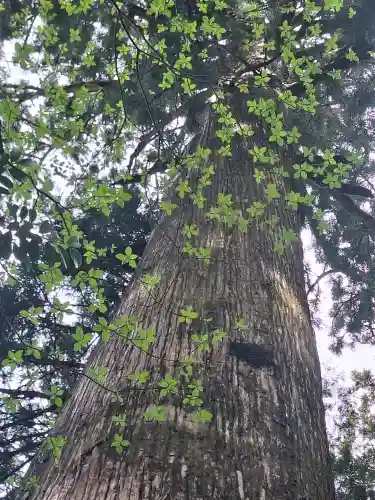 箱根神社の{uncategorized: "未分類", other: "その他", undefined: "問題あり", building: "その他建物", grave: "お墓", sacred_gate: "鳥居", guardian: "狛犬", statue: "像", buddha: "仏像", history: "歴史", nature: "自然", garden: "庭園", animal: "動物", pagoda: "塔", temizu: "手水舎", mountain_gate: "山門・神門", sanctuary: "本殿・本堂", subordinate: "末社・摂社", art: "芸術", scenery: "景色", jizo: "地蔵", ema: "絵馬", goshuin: "御朱印", omikuji: "おみくじ", items: "授与品その他", amulet: "お守り", goshuincho: "御朱印帳", eats: "食事", festival: "お祭り", votive_dance: "神楽", shichigosan: "七五三参", wedding: "結婚式", experience: "体験その他", initially: "初詣", around: "周辺", anti_infection: "感染症対策"}