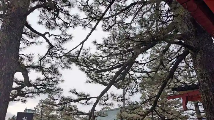 平安神宮の自然