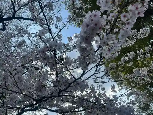 阿佐ヶ谷神明宮の{uncategorized: "未分類", other: "その他", undefined: "問題あり", building: "その他建物", grave: "お墓", sacred_gate: "鳥居", guardian: "狛犬", statue: "像", buddha: "仏像", history: "歴史", nature: "自然", garden: "庭園", animal: "動物", pagoda: "塔", temizu: "手水舎", mountain_gate: "山門・神門", sanctuary: "本殿・本堂", subordinate: "末社・摂社", art: "芸術", scenery: "景色", jizo: "地蔵", ema: "絵馬", goshuin: "御朱印", omikuji: "おみくじ", items: "授与品その他", amulet: "お守り", goshuincho: "御朱印帳", eats: "食事", festival: "お祭り", votive_dance: "神楽", shichigosan: "七五三参", wedding: "結婚式", experience: "体験その他", initially: "初詣", around: "周辺", anti_infection: "感染症対策"}