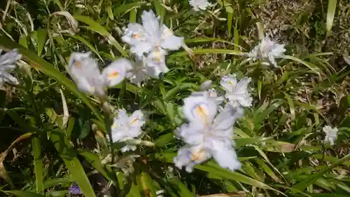 長壽寺（長寿寺）の自然