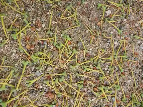 賀羅加波神社の自然