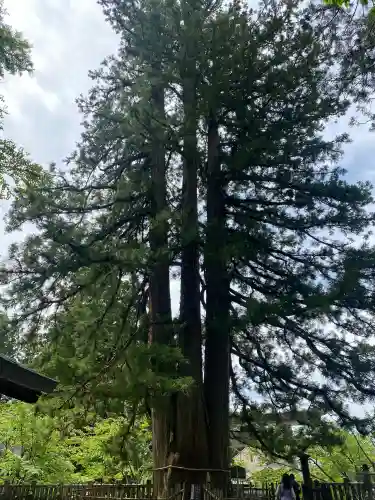戸隠神社中社(長野県)