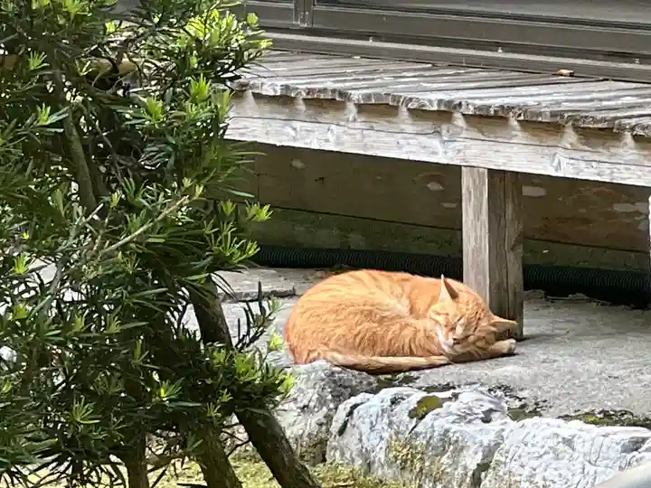 聖寳寺の動物