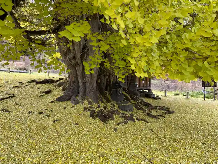銀杏三寶大荒神(長野県)