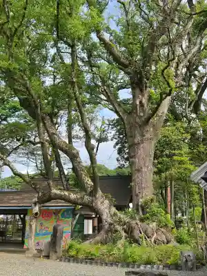 青井阿蘇神社の{uncategorized: "未分類", other: "その他", undefined: "問題あり", building: "その他建物", grave: "お墓", sacred_gate: "鳥居", guardian: "狛犬", statue: "像", buddha: "仏像", history: "歴史", nature: "自然", garden: "庭園", animal: "動物", pagoda: "塔", temizu: "手水舎", mountain_gate: "山門・神門", sanctuary: "本殿・本堂", subordinate: "末社・摂社", art: "芸術", scenery: "景色", jizo: "地蔵", ema: "絵馬", goshuin: "御朱印", omikuji: "おみくじ", items: "授与品その他", amulet: "お守り", goshuincho: "御朱印帳", eats: "食事", festival: "お祭り", votive_dance: "神楽", shichigosan: "七五三参", wedding: "結婚式", experience: "体験その他", initially: "初詣", around: "周辺", anti_infection: "感染症対策"}
