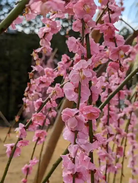 三室戸寺(京都府)