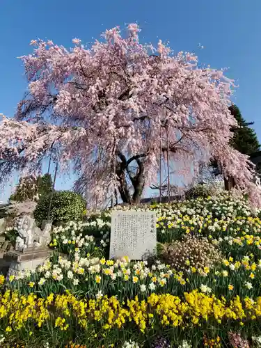 金毘羅桜の自然