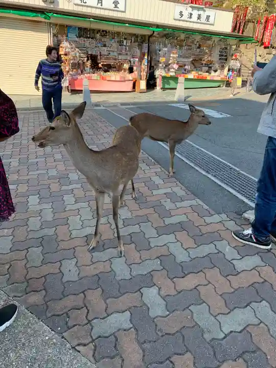 手力雄神社(春日大社境外末社)の動物