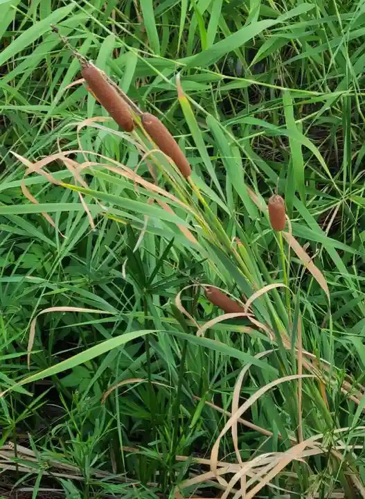 出雲大社倉敷教会(岡山県)