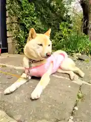 福島八幡宮の動物