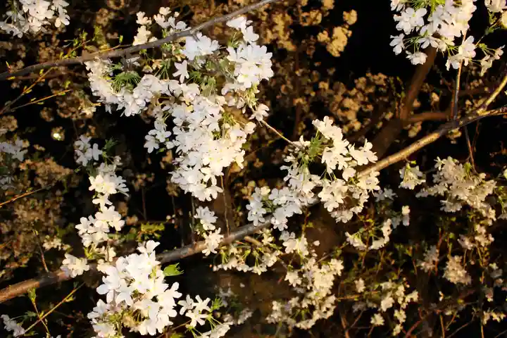 くまくま神社(導きの社 熊野町熊野神社)の自然