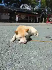 福島八幡宮(福岡県)