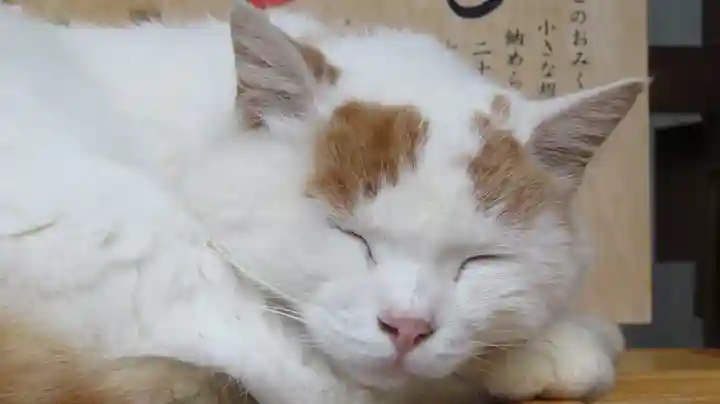 御誕生寺(猫寺)の動物