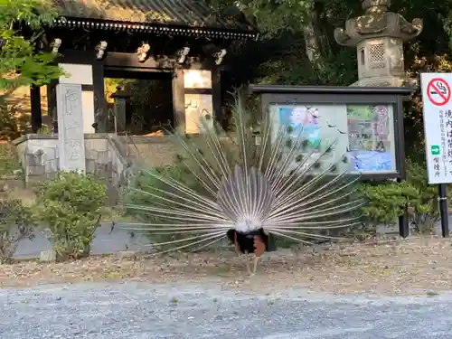 楽法寺（雨引観音）の動物