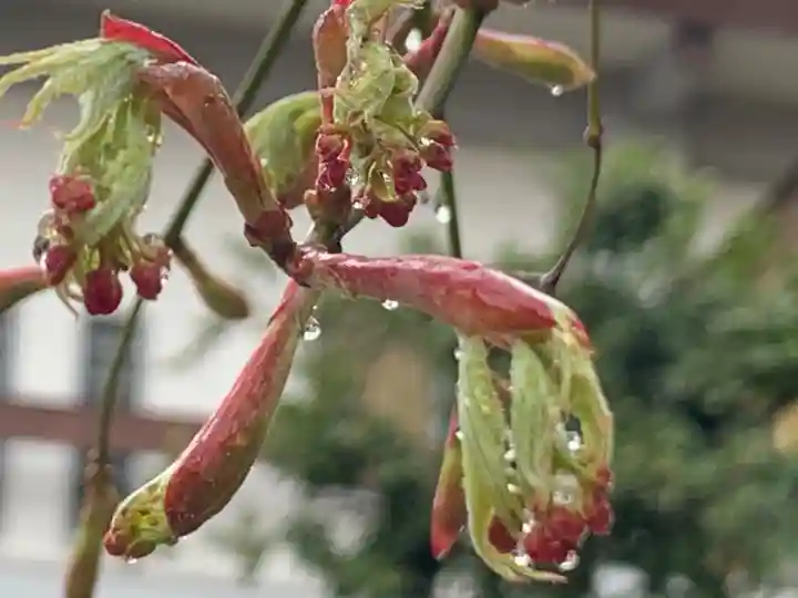 三輪神社の自然