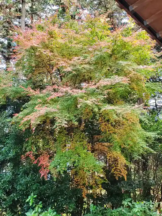 胎安神社の自然