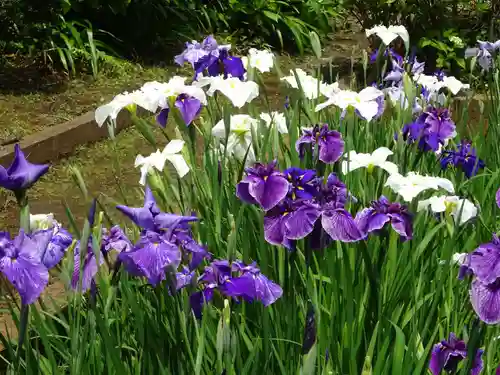 天台宗　長窪山　正覚寺の自然
