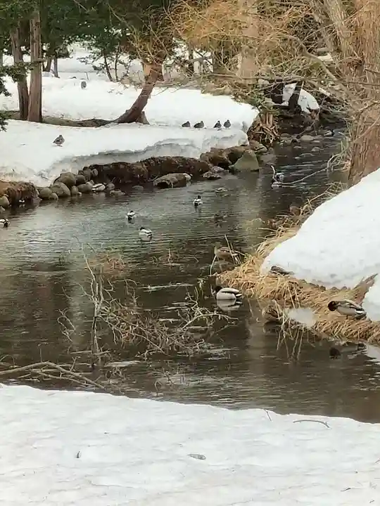 札幌護國神社の動物