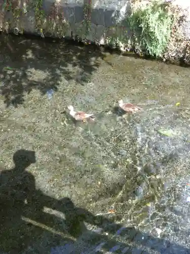 三嶋大社の動物