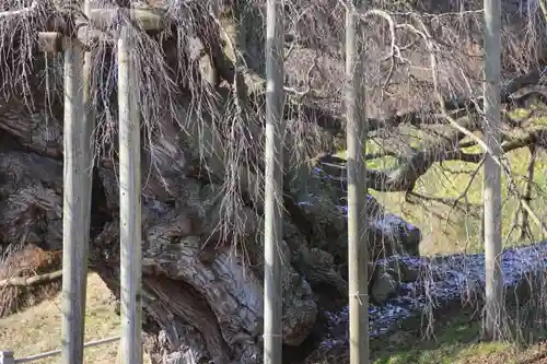 瀧桜神明宮の自然