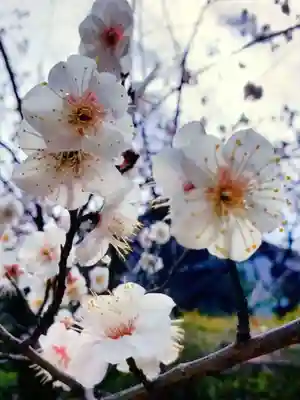 赤坂氷川神社(東京都)