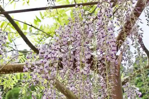 脊振神社の庭園