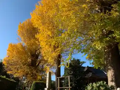 上諏訪神社の自然