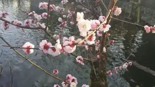 三嶋大社の自然