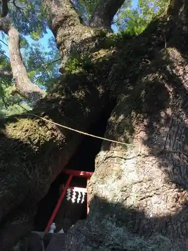 五所神社の自然