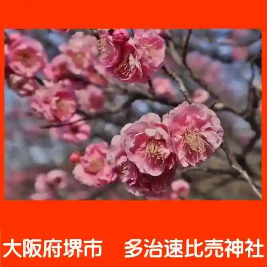 多治速比売神社の自然